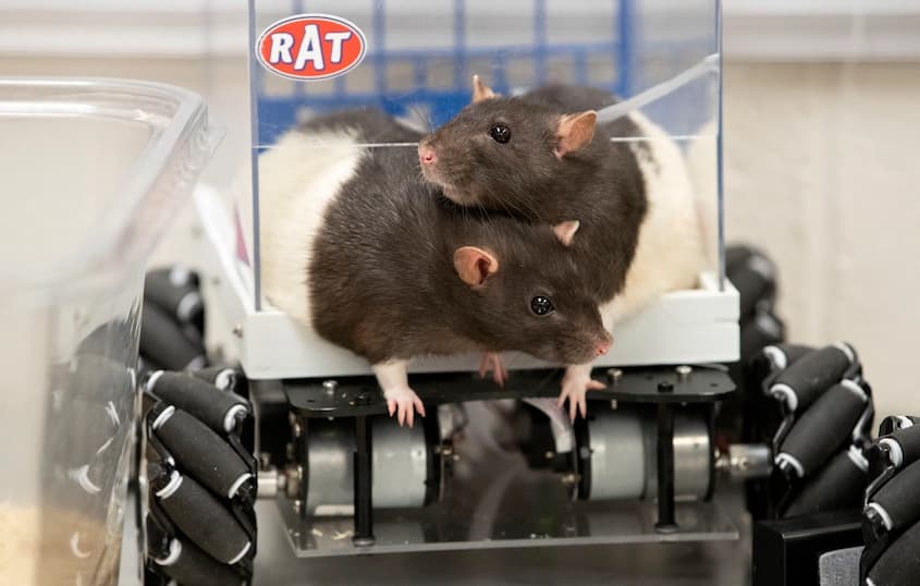 Rats Driving Tiny Cars Reveal the Power of Positive Experiences