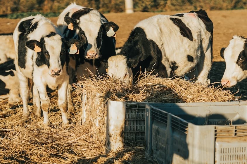 U.S. Awards Moderna $176M for Bird Flu Vaccine Development