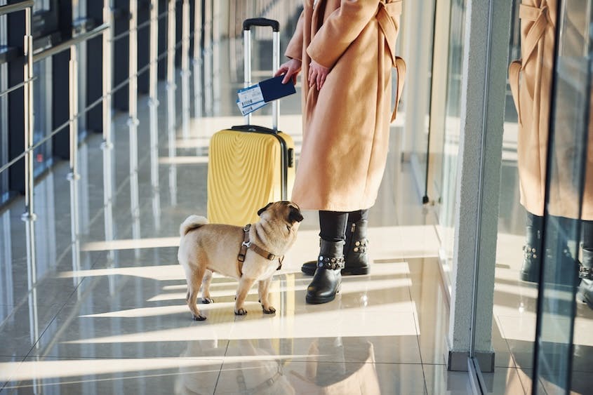 How Pet-Friendly Travel Benefits Owners & Furry Friends