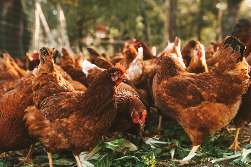 USDA Unveils Plan to Tackle Salmonella in Poultry Products