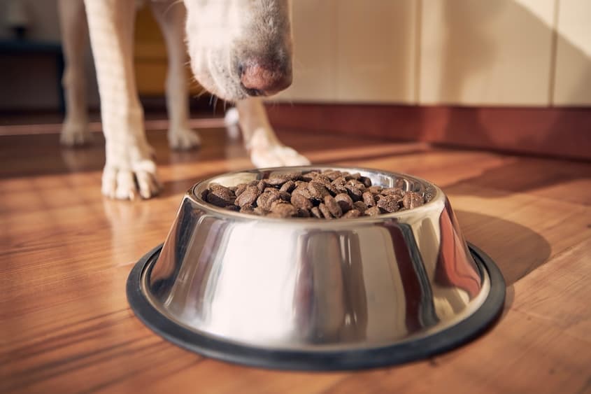 Answers Dog Food Recall: Potential Health Risk for Pets & Owners