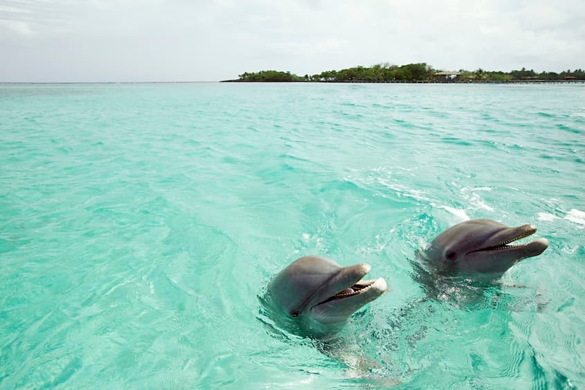 Do Dolphins Really Smile? The Surprising Science Behind Their Behavior