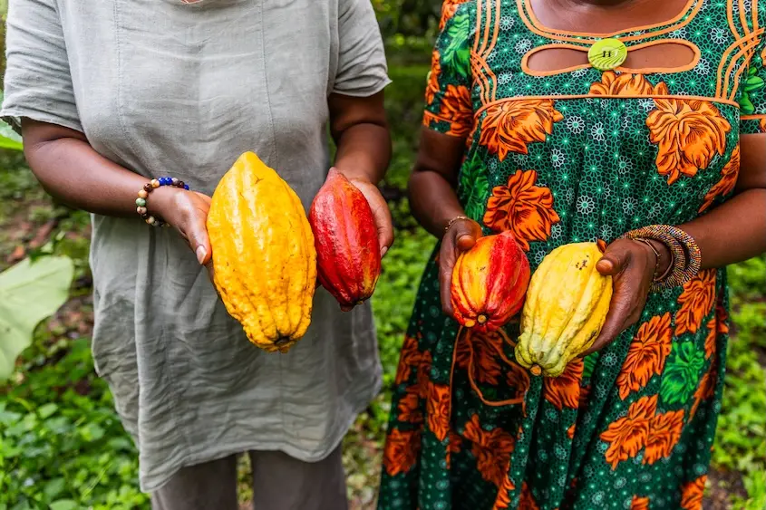 How the Climate Crisis Is Driving Up Chocolate Prices