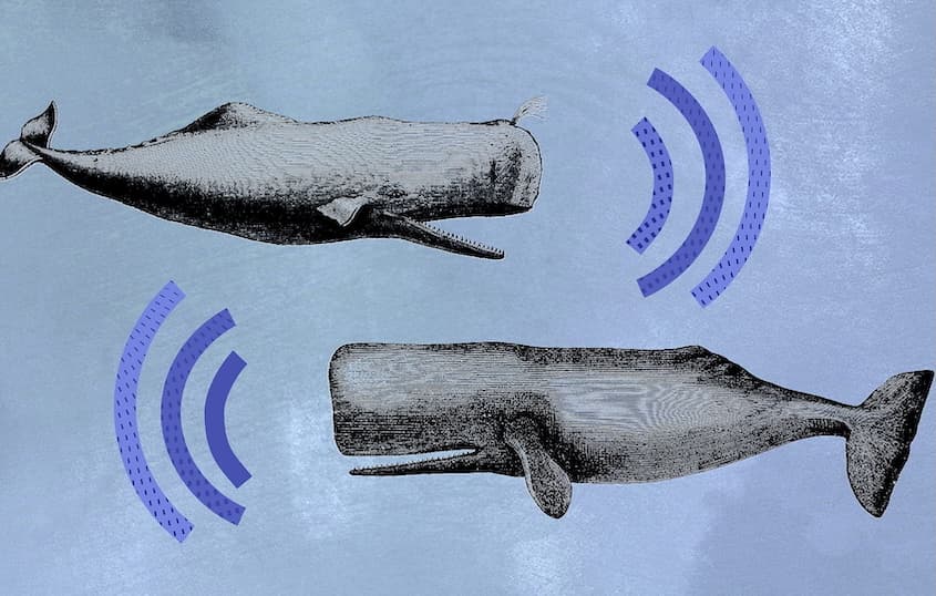 Blue Whales Have Gone Silent, Here’s Why It’s Alarming
