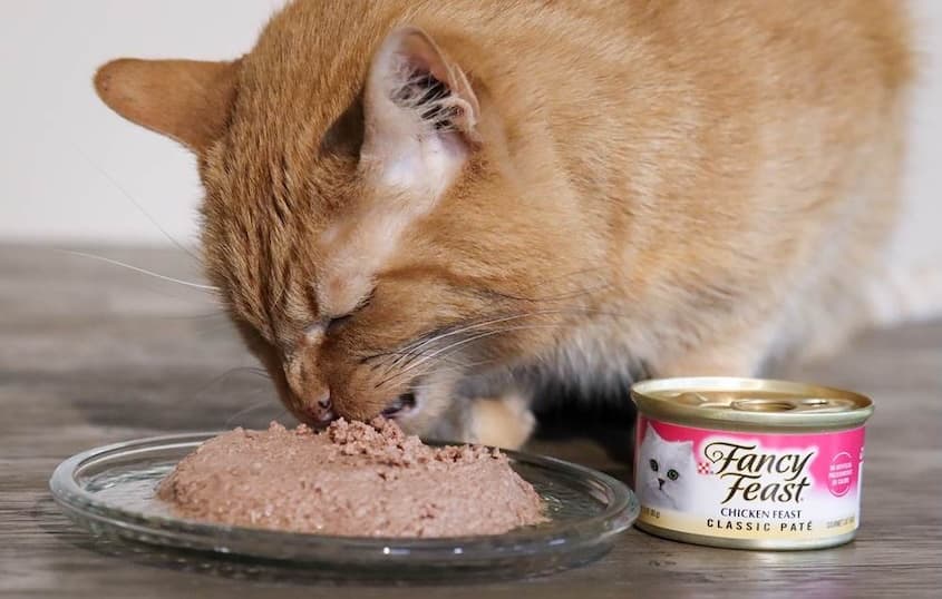Insects Spotted in Fancy Feast Cat Food: Will There Be a Recall?