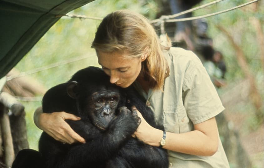 Jane Goodall Dies at 91 After a Lifetime of Groundbreaking Discoveries